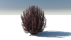 C4D模型树木果树千屈菜