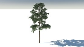 C4D模型树木果树桉