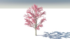 C4D模型树木果树红枫