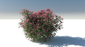 C4D模型树木果树锦带花