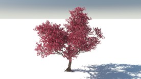 C4D模型树木果树红枫