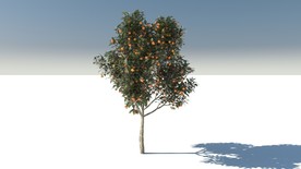 C4D模型柑橘橘子树
