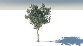 C4D模型白皮松