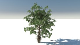 C4D模型糖胶树
