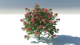 C4D模型鸡树条