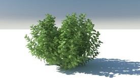 C4D模型扶芳藤