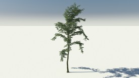 C4D模型银杏