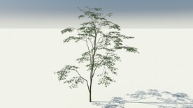 C4D模型辣木