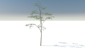 C4D模型辣木