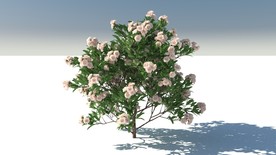 C4D模型木槿