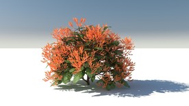 C4D模型龙船花