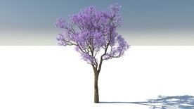 C4D模型蓝花楹