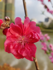 桃花