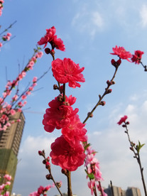 桃花
