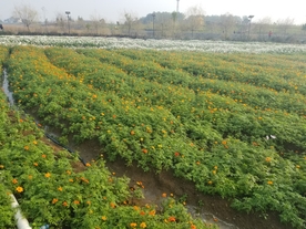 硫华菊