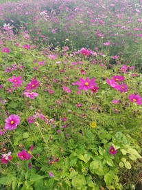 波斯菊