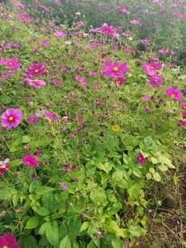波斯菊