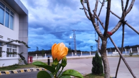 木槿花