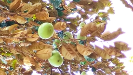 牛奶果