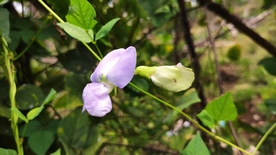 四棱豆花