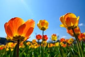 花