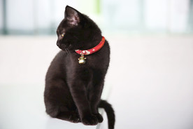 小猫