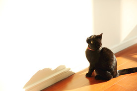 小猫