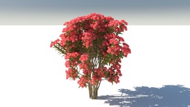 C4D模型杜鹃