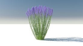 C4D模型薰衣草