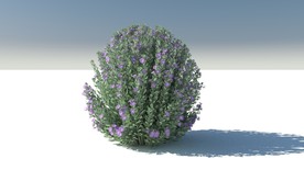 C4D模型薰衣草