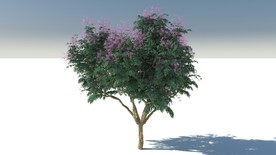 C4D模型紫薇