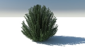 C4D模型迷迭香