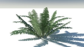 C4D模型桫椤