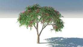 C4D模型红鸡蛋花