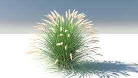 C4D模型狼尾草狗尾巴草