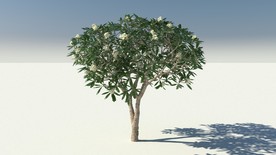C4D模型鸡蛋花