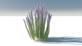 C4D模型蛇鞭菊