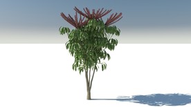 C4D模型吕宋鹅掌柴
