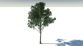 C4D模型白蜡树