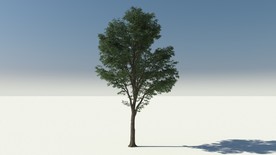 C4D模型榉树