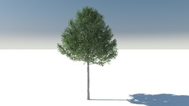 C4D模型杨树