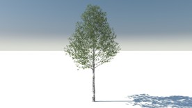 C4D模型水杉