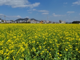 油菜花