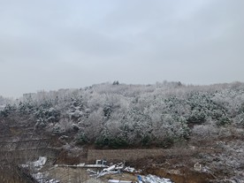 雪松