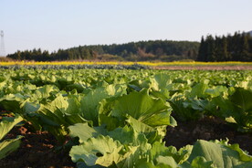 田野   摄影图   田地