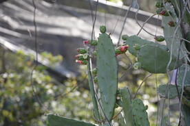 仙人掌   小小火龙果