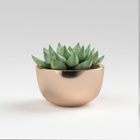 C4D模型盆栽绿色植物多肉插花