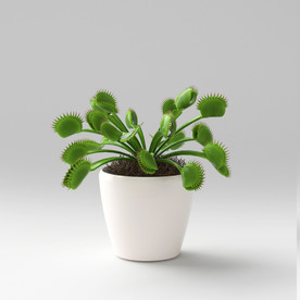 C4D模型盆栽绿色植物驱蚊草