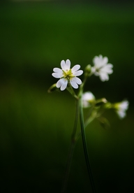 野花