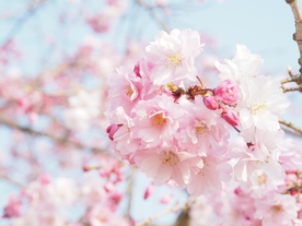 樱花